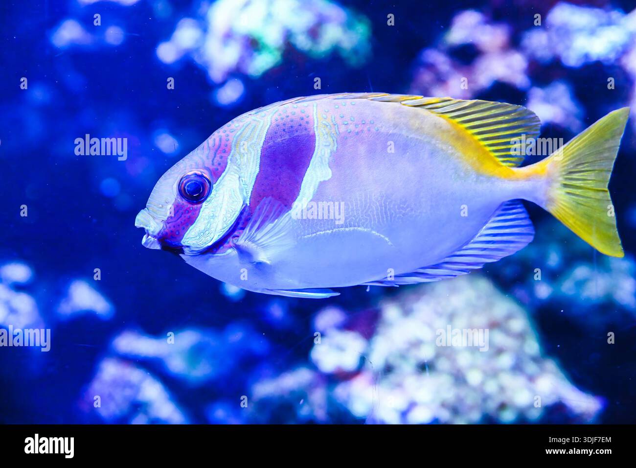 Side view of double barred rabbitfish in marine aquarium showing smooth ...