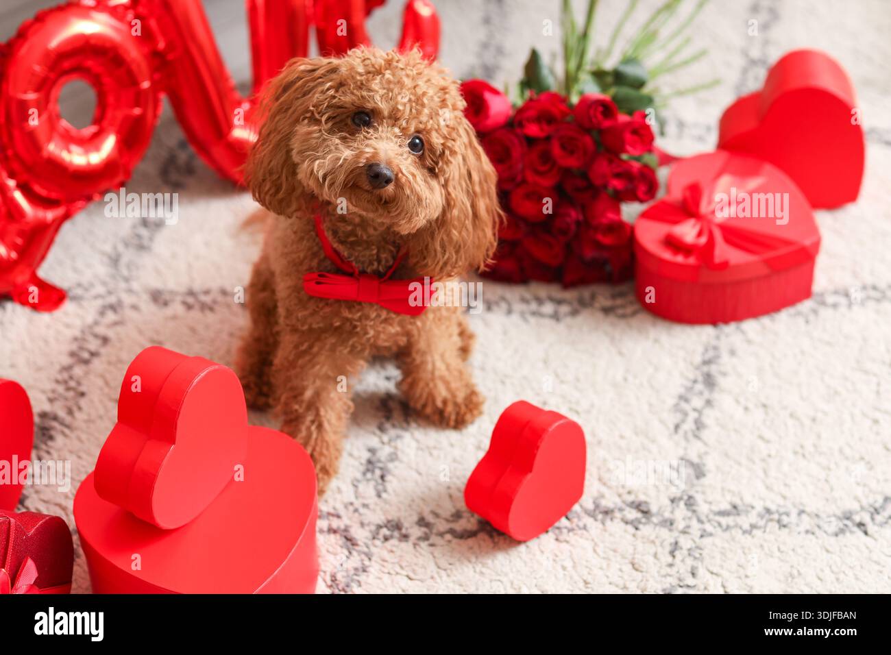 Cute Toy Poodle dog with gift boxes and bouquet of rose flowers on carpet in living room. Valentine's Day celebration Stock Photo - Alamy Cute Toy Poodle dog with gift boxes and bouquet of rose flowers on carpet in living room. Valentine's Day celebration Stock Photo - Alamy