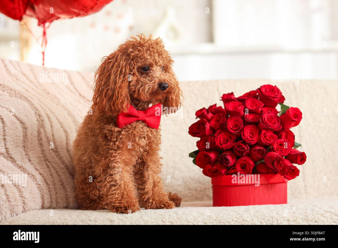 Cute Toy Poodle dog with bouquet of red rose flowers sitting on sofa in living room. Valentine's Day celebration Stock Photo - Alamy Cute Toy Poodle dog with bouquet of red rose flowers sitting on sofa in living room. Valentine's Day celebration Stock Photo - Alamy
