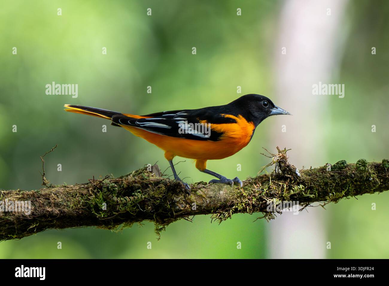 SAN GERARDO, SAN JOSÉ PROVINCE, COSTA RICA: A male baltimore oriole (Icterus galbula) perches in a tree in the rainforest at San Gerardo´s Birds. Stock Photo