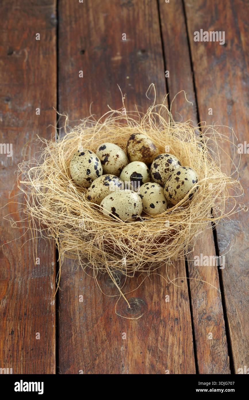 Quail eggs in a nest Stock Photo