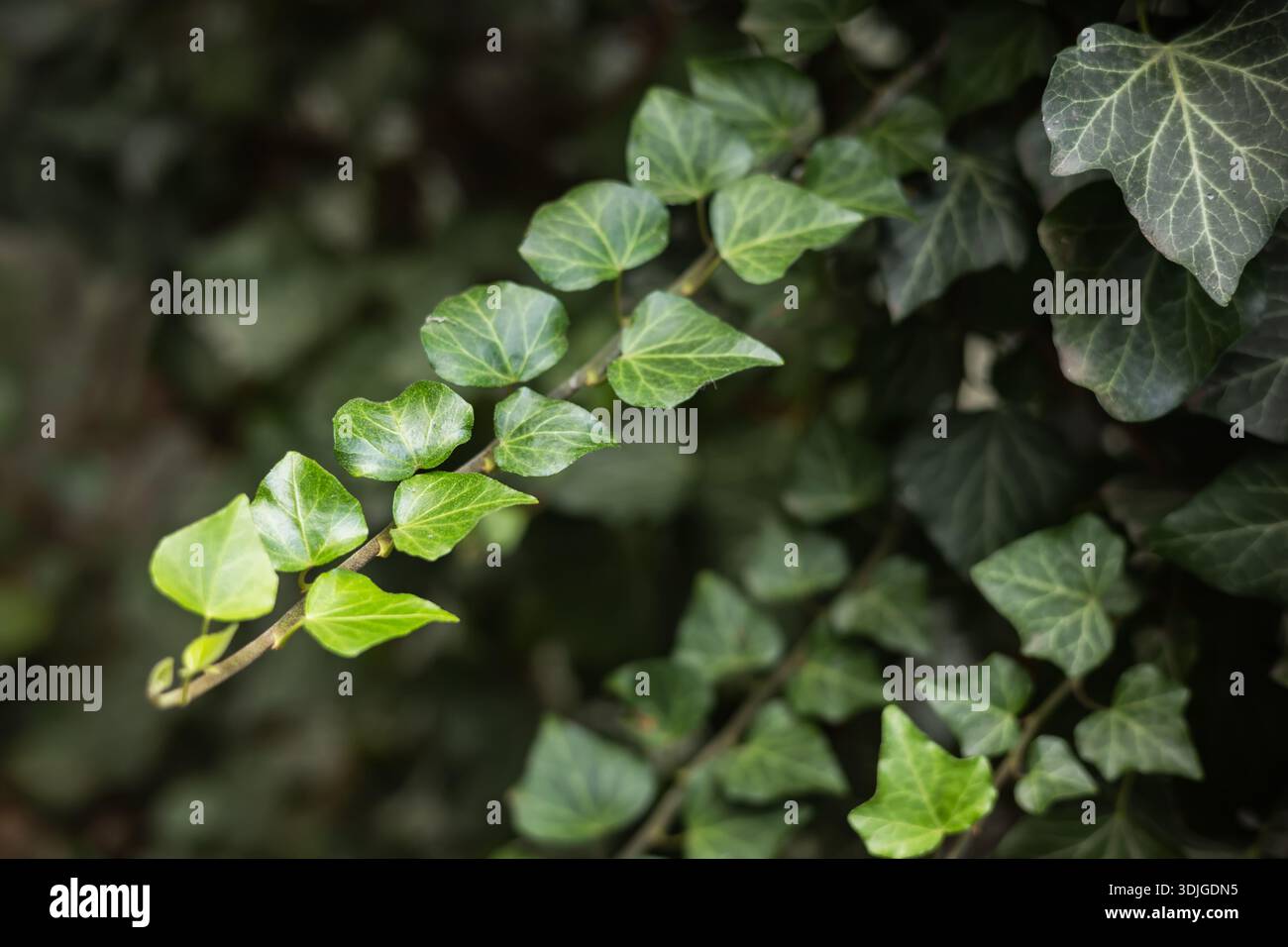 Hedera helix hanging hi-res stock photography and images - Alamy