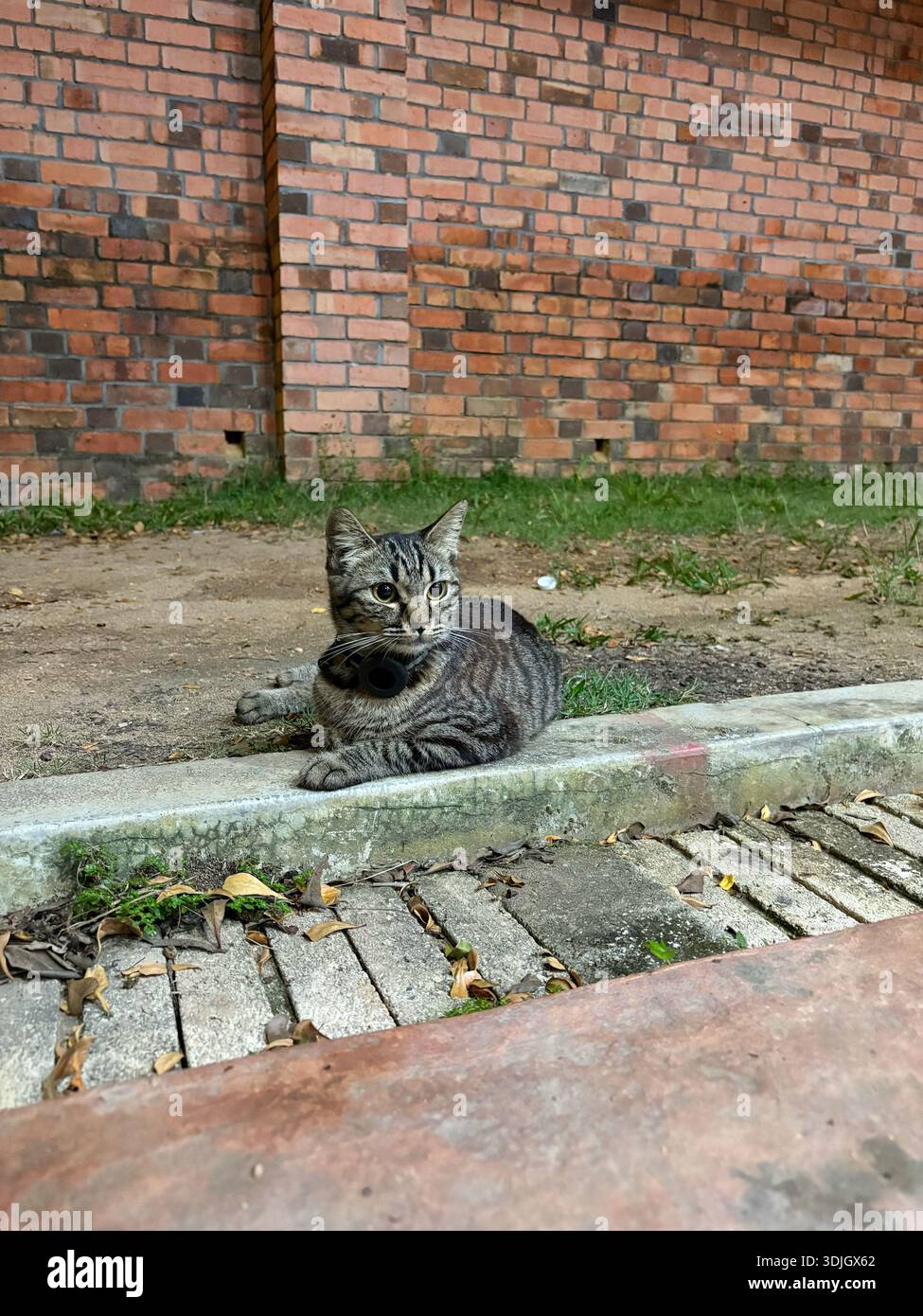 A striped tabby cat wearing a dark collar rests on a concrete curb in front of a weathered red brick wall and grassy patch - Smartphone Captured Stock Image