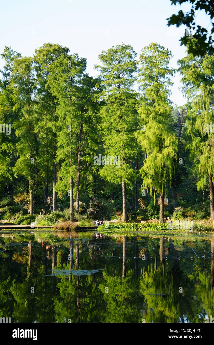Tree Stock Picture Calm expanse water reflecting trees hi-res stock photography and images ...