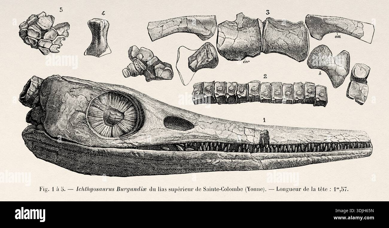 Ichthyosaurus Fossil Drawing ichthyosaurus-fossil-drawing