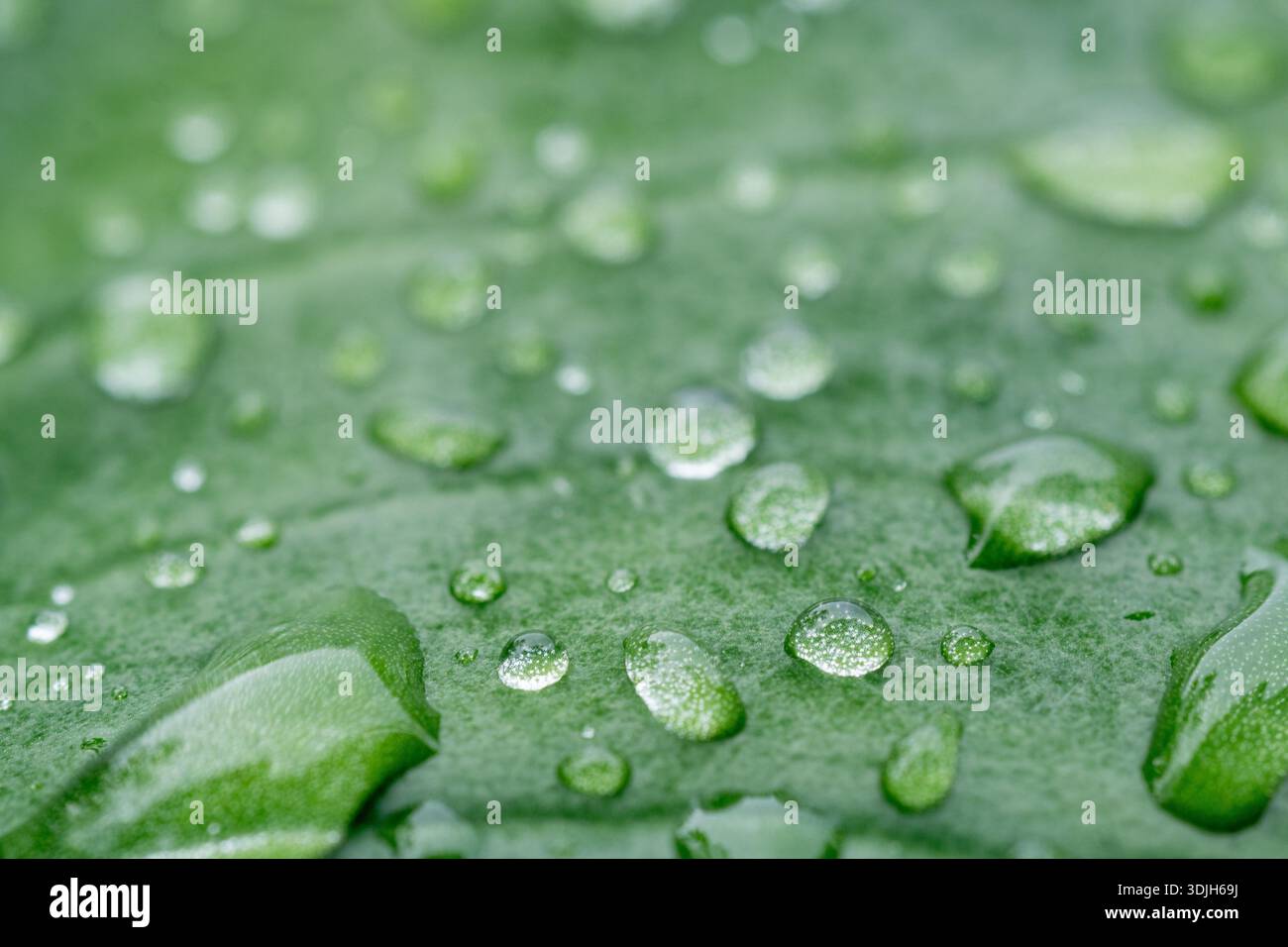 A beautiful macro shot of crystal clear water droplets on a lush green ...