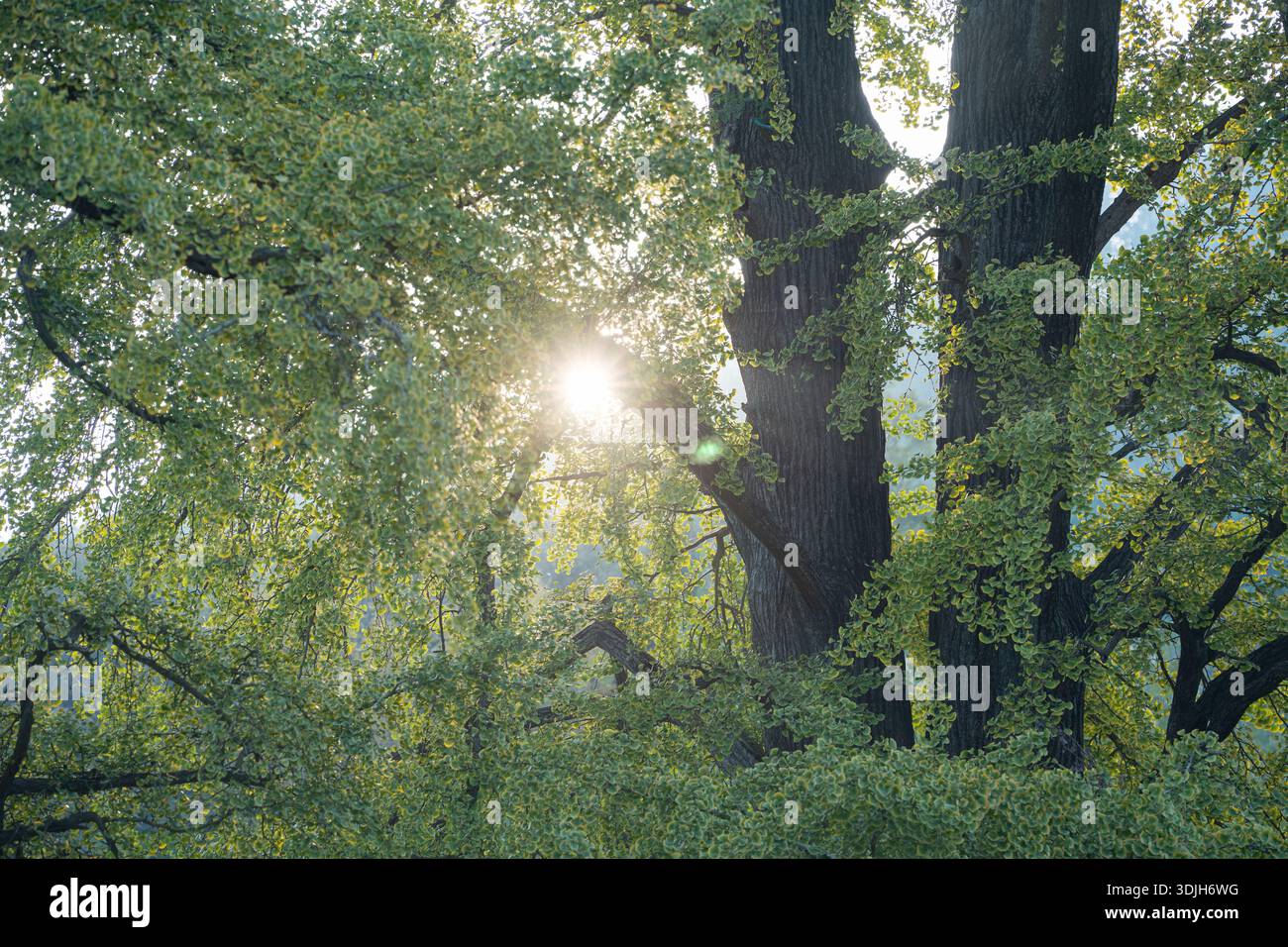 Sunlight shines through green leaves and large tree trunks in China's Hubei province, creating a peaceful forest scene. Stock Photo