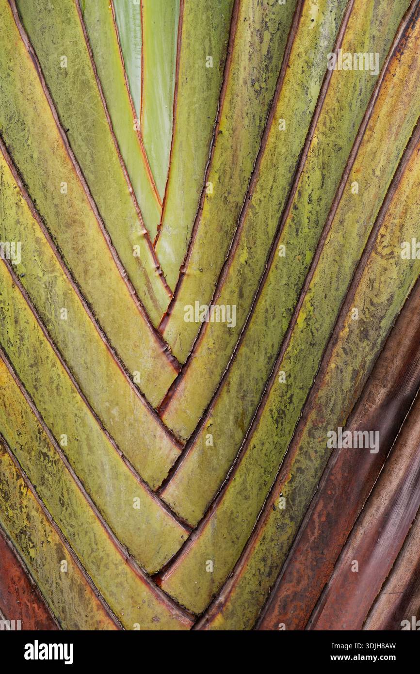 Travellers Palm leaf patterns in mauritius Stock Photo