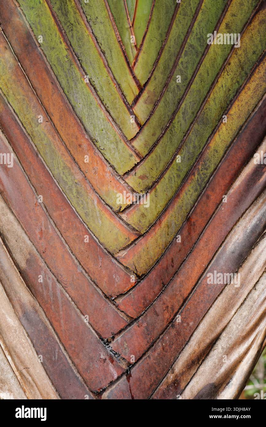 Travellers Palm leaf patterns in mauritius Stock Photo