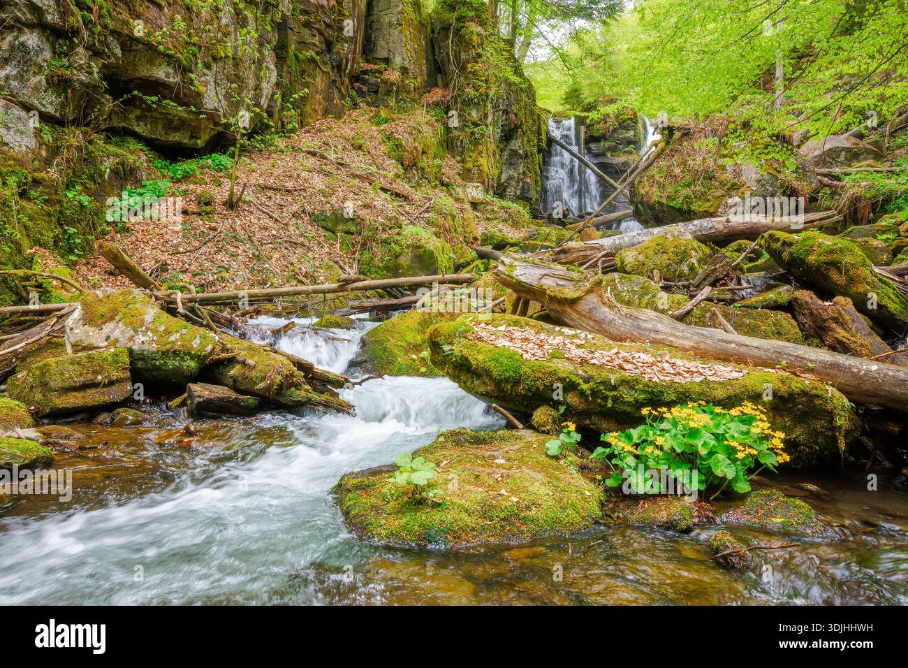 waterfall voievodyn in spring forest. beautiful cascade near schonborn park in perechyn district of ukraine. outdoors adventure in green environment o Stock Photo