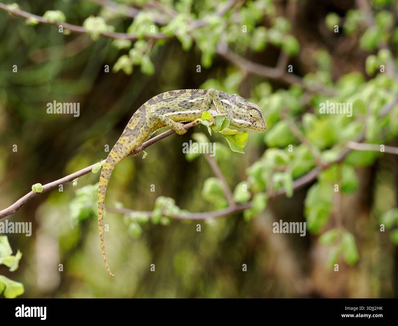 Flap-necked Chameleon (Chamaeleo dilepis) clinging to twig in hedgerow, Kenya, March Stock Photo