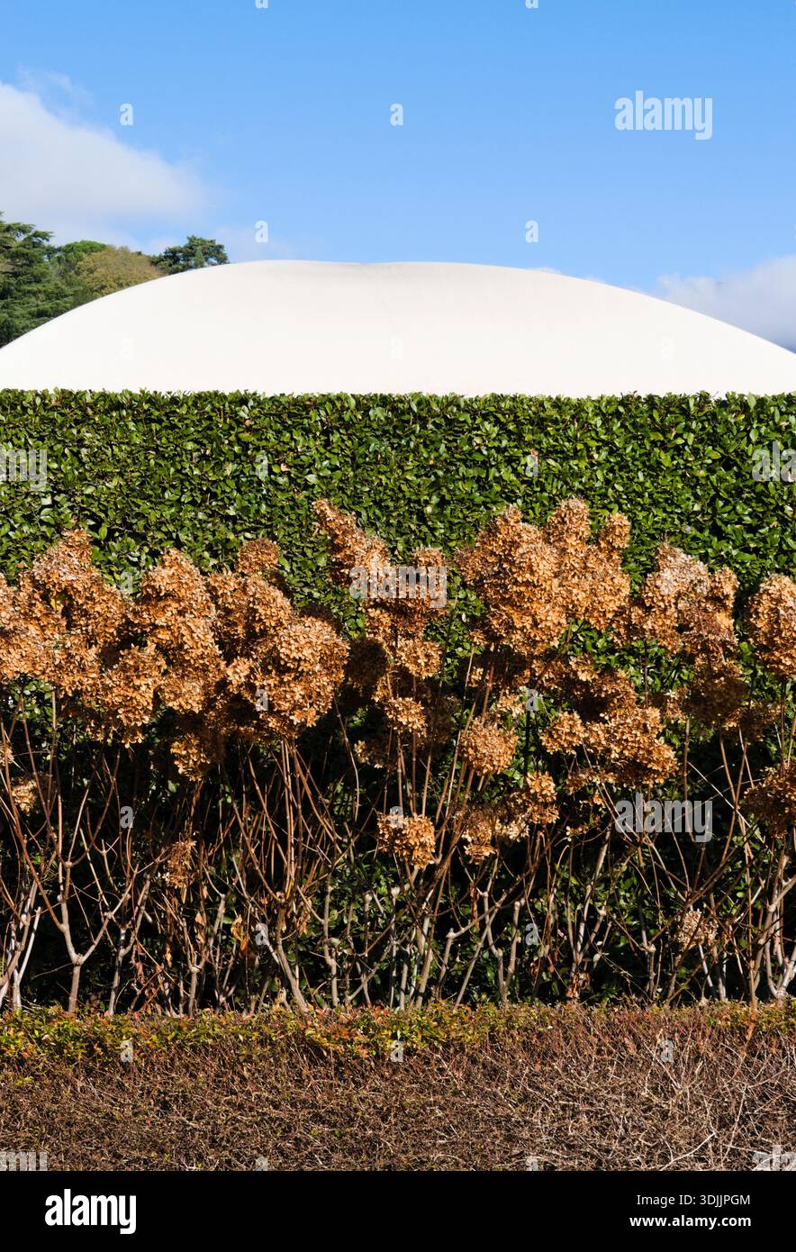 hedge with dried hydrangea flowers Stock Photo
