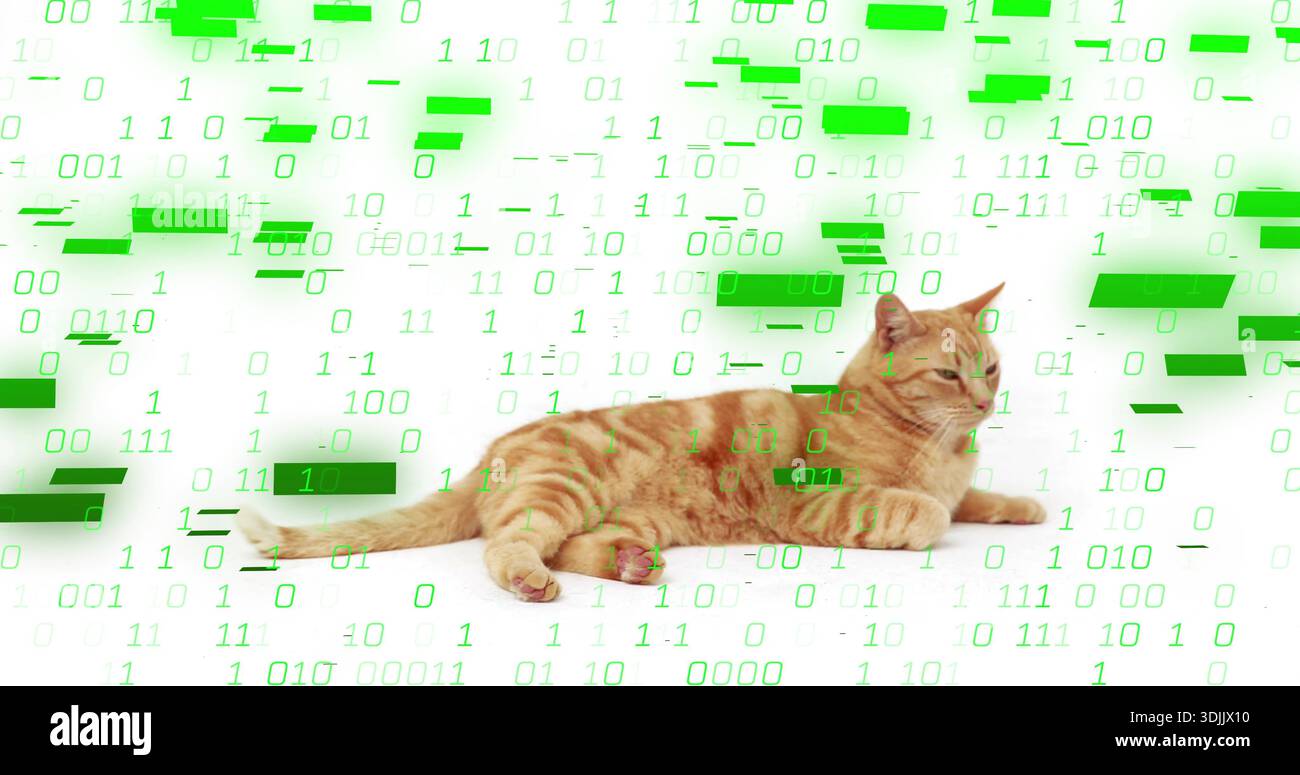 Lying ginger tabby cat stretching front paws on white studio backdrop, with green binary overlay Stock Photo