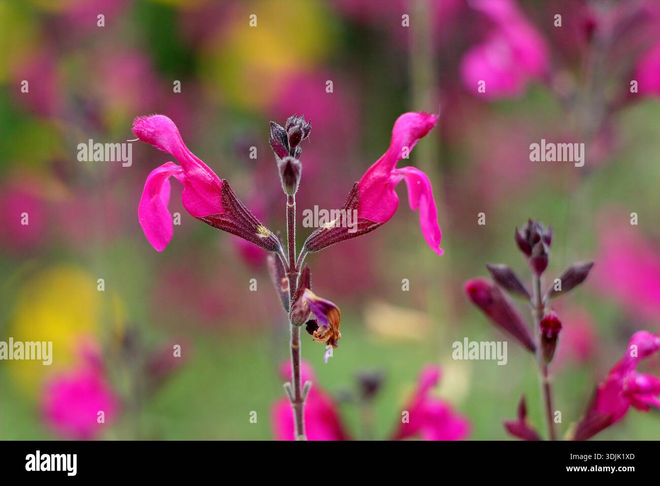 Salvia x jamensis 'Raspberry Royale. Also known as Salvia greggii ...