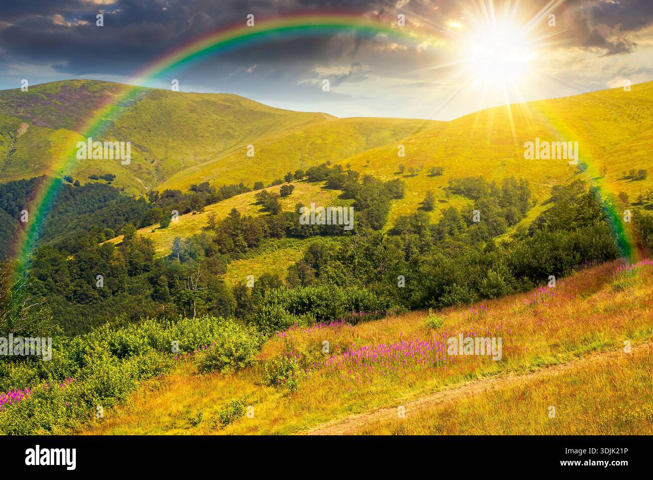 beautiful carpathian mountain landscape in summer at sunset. scenic view of green grassy hills with alpine forest in evening light. picturesque scene Stock Photo