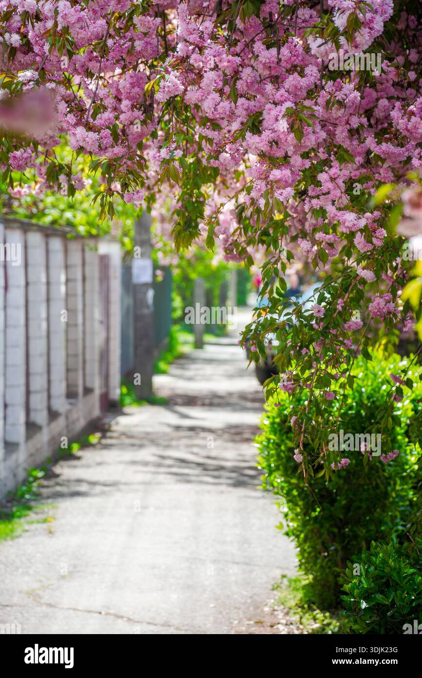 pink cherry blossom on uzhhorod street in spring. beautiful sakura trees along city alley in april. narrow path through residental urban scenery Stock Photo