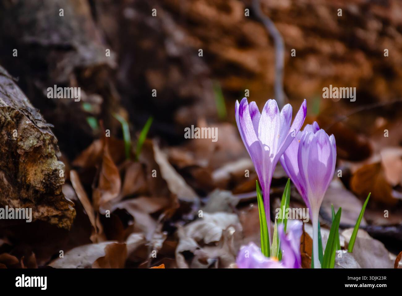 purple crocus flowers blooming in the forest. beautiful early spring flora background with plant closeup. springtime herb in woodland environment Stock Photo