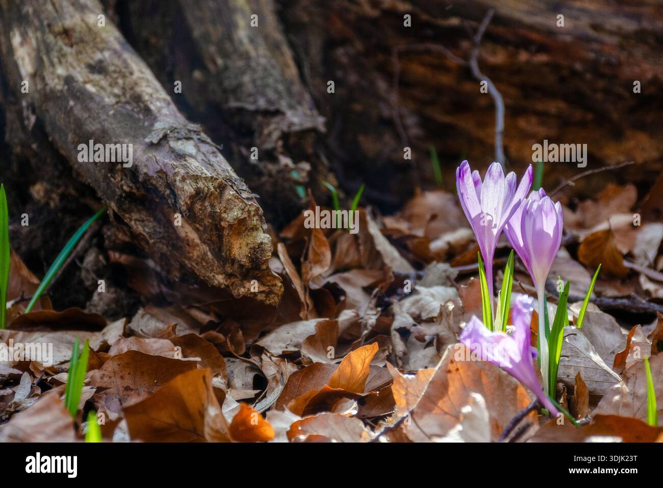 purple crocus flowers blooming in the forest. beautiful early spring flora background with plant closeup. springtime herb in woodland environment Stock Photo