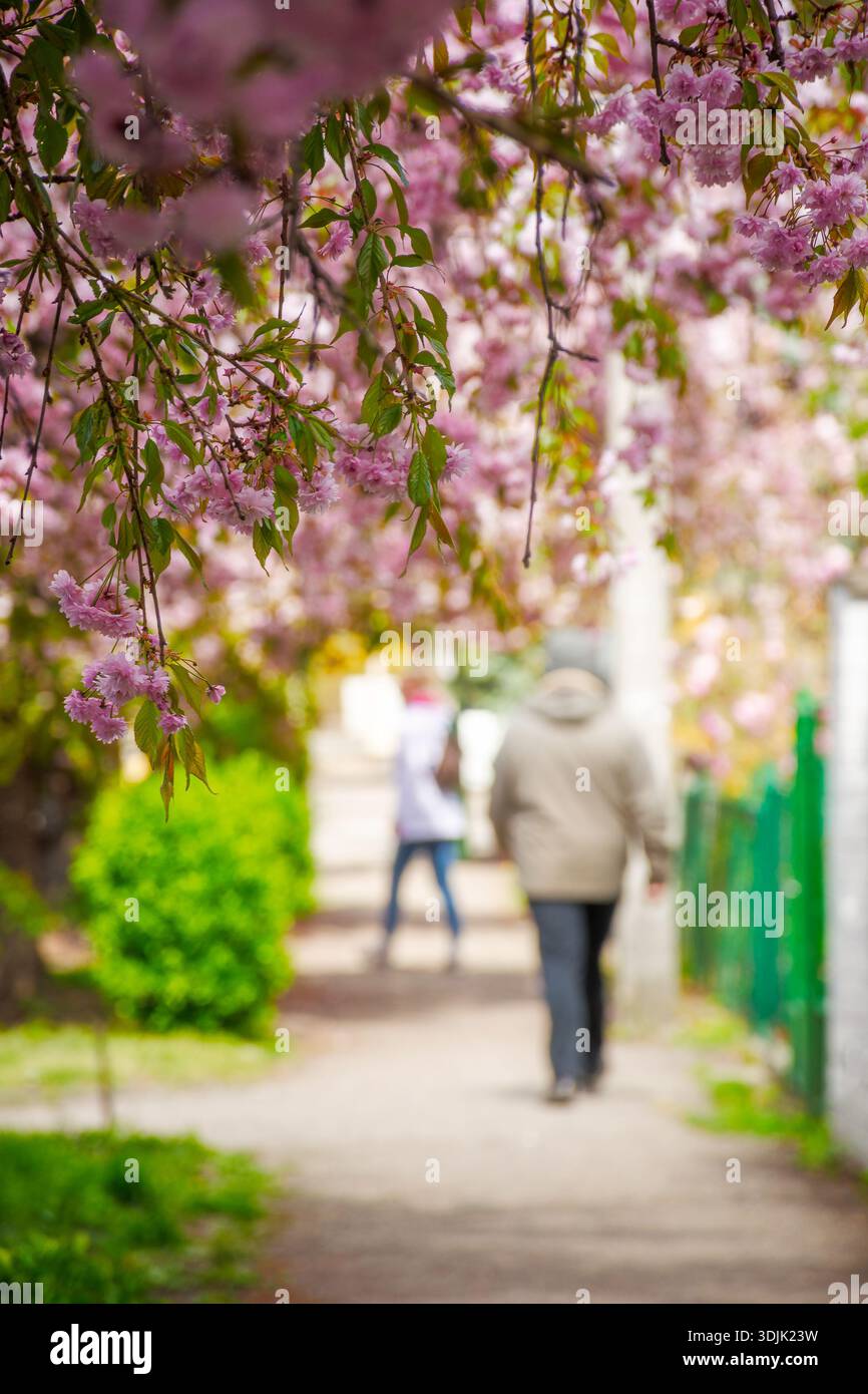 pink cherry blossom on uzhhorod street in spring. beautiful sakura trees along city alley in april. narrow path through residental urban scenery Stock Photo