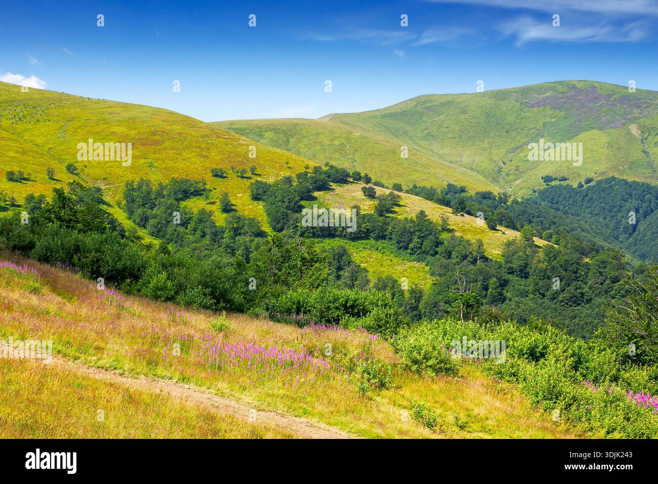 beautiful carpathian mountain landscape in summer. scenic view of green grassy hills with alpine forest. picturesque scene for outdoor tourism under b Stock Photo