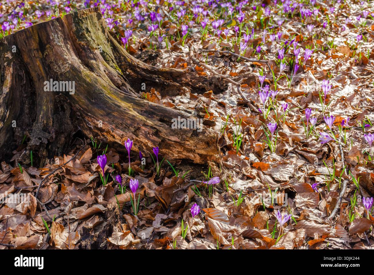 purple crocus flowers blooming in the forest. beautiful early spring flora background with plant closeup. springtime herb in woodland environment Stock Photo