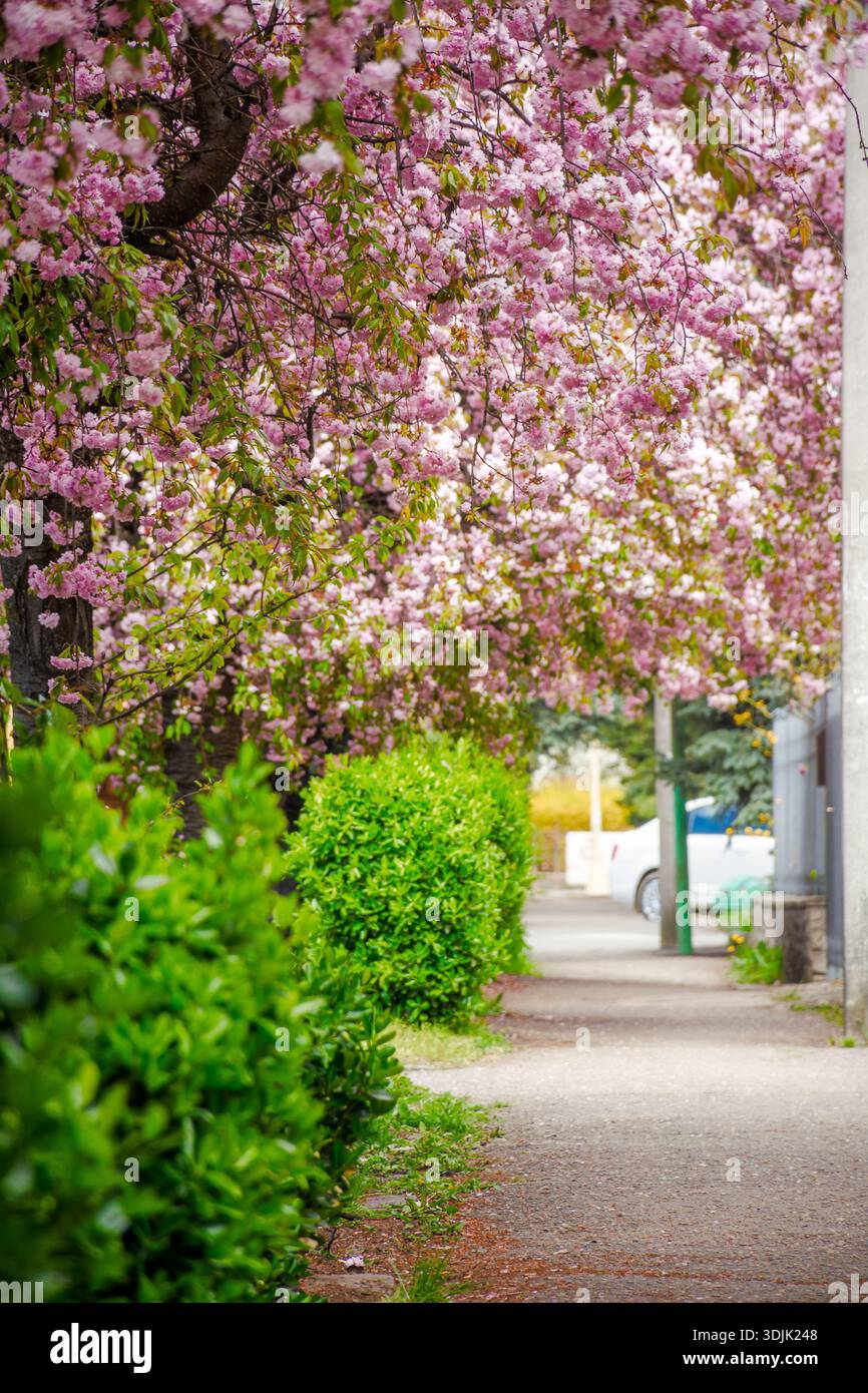 pink cherry blossom on uzhhorod street in spring. beautiful sakura trees along city alley in april. narrow path through residental urban scenery Stock Photo