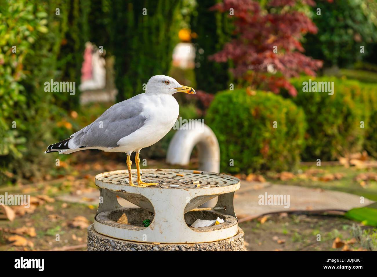 Seagull and cigarette butts hi-res stock photography and images