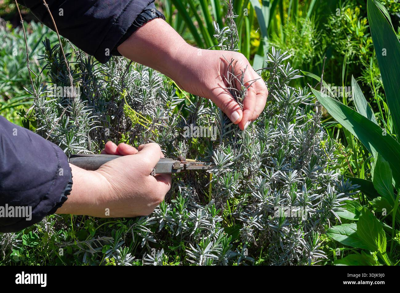 Pruning lavender spring hi-res stock photography and images - Alamy