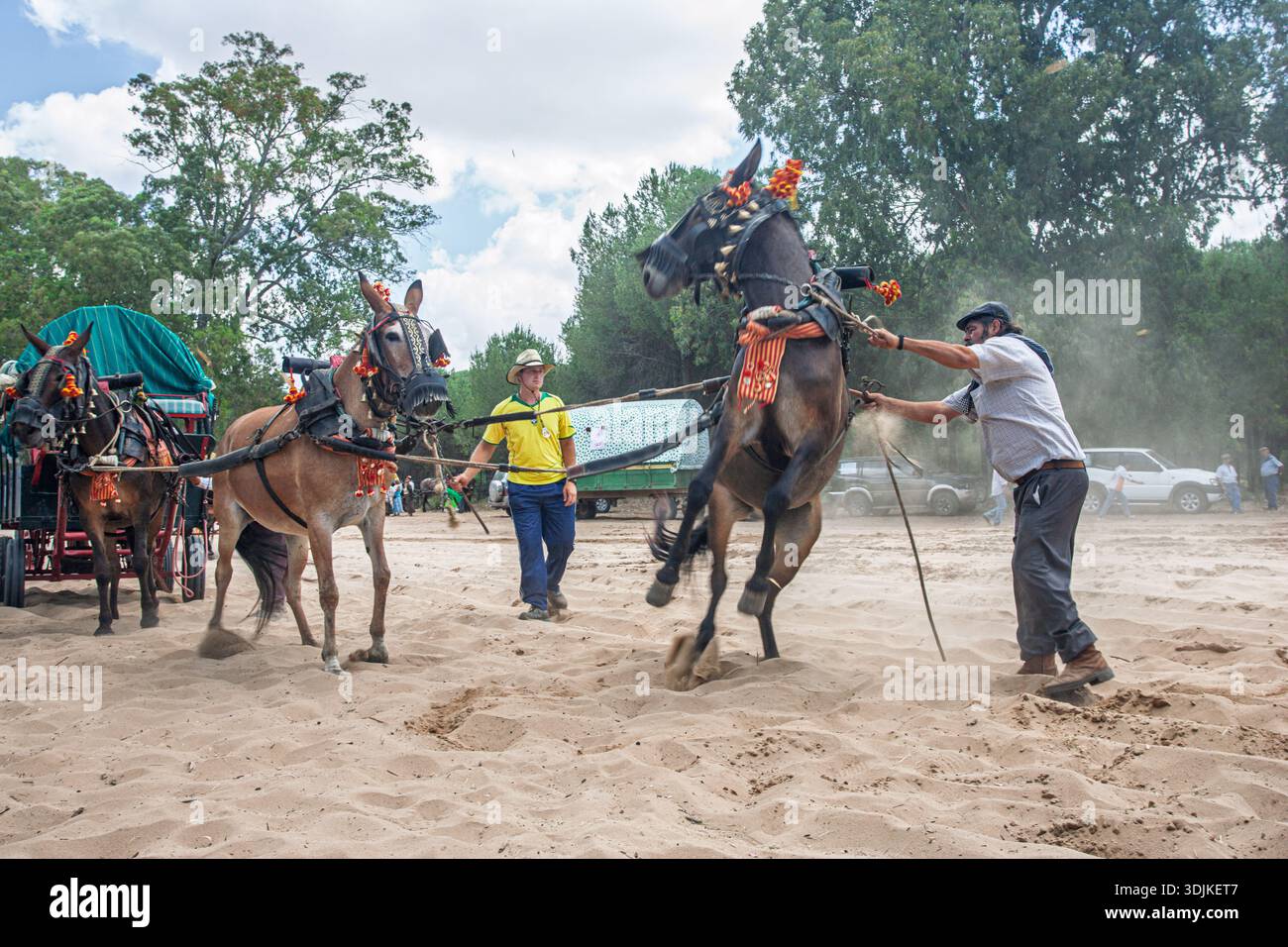 A cart driver struggles to control a rearing mule on the Raya Real Road ...