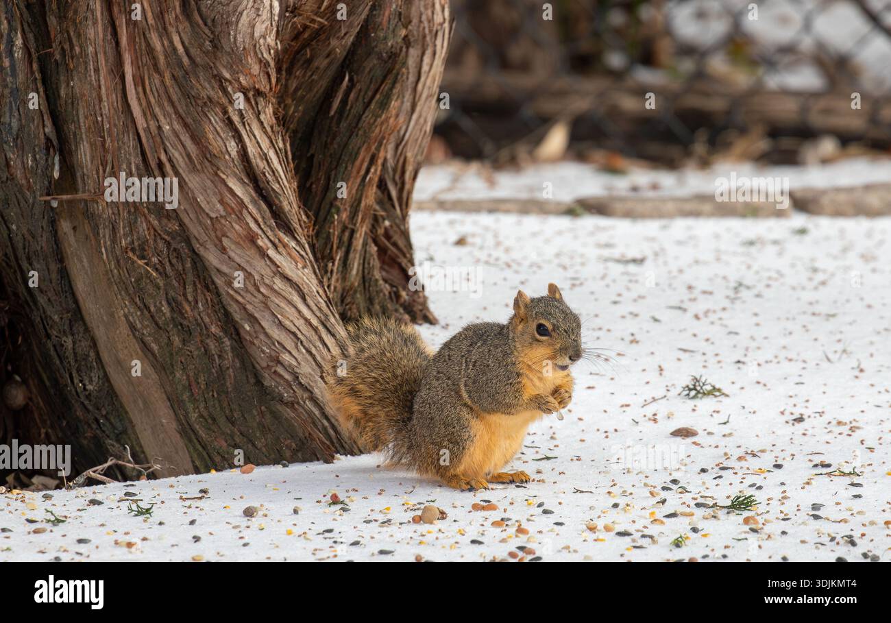 Fox squirrel foraging in snow in Texas Stock Photo