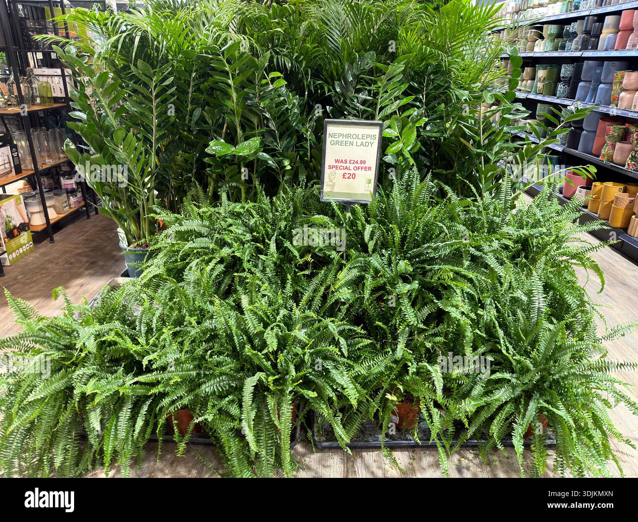 Zz plant varieties hi-res stock photography and images - Alamy