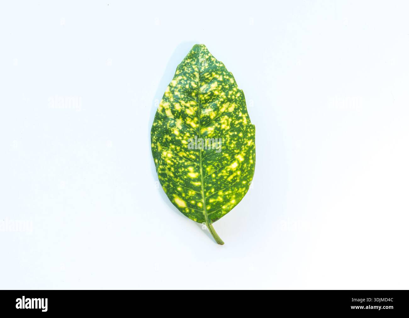 Top view of a single spotted laurel leaf with yellow variegation isolated on a white background Stock Photo