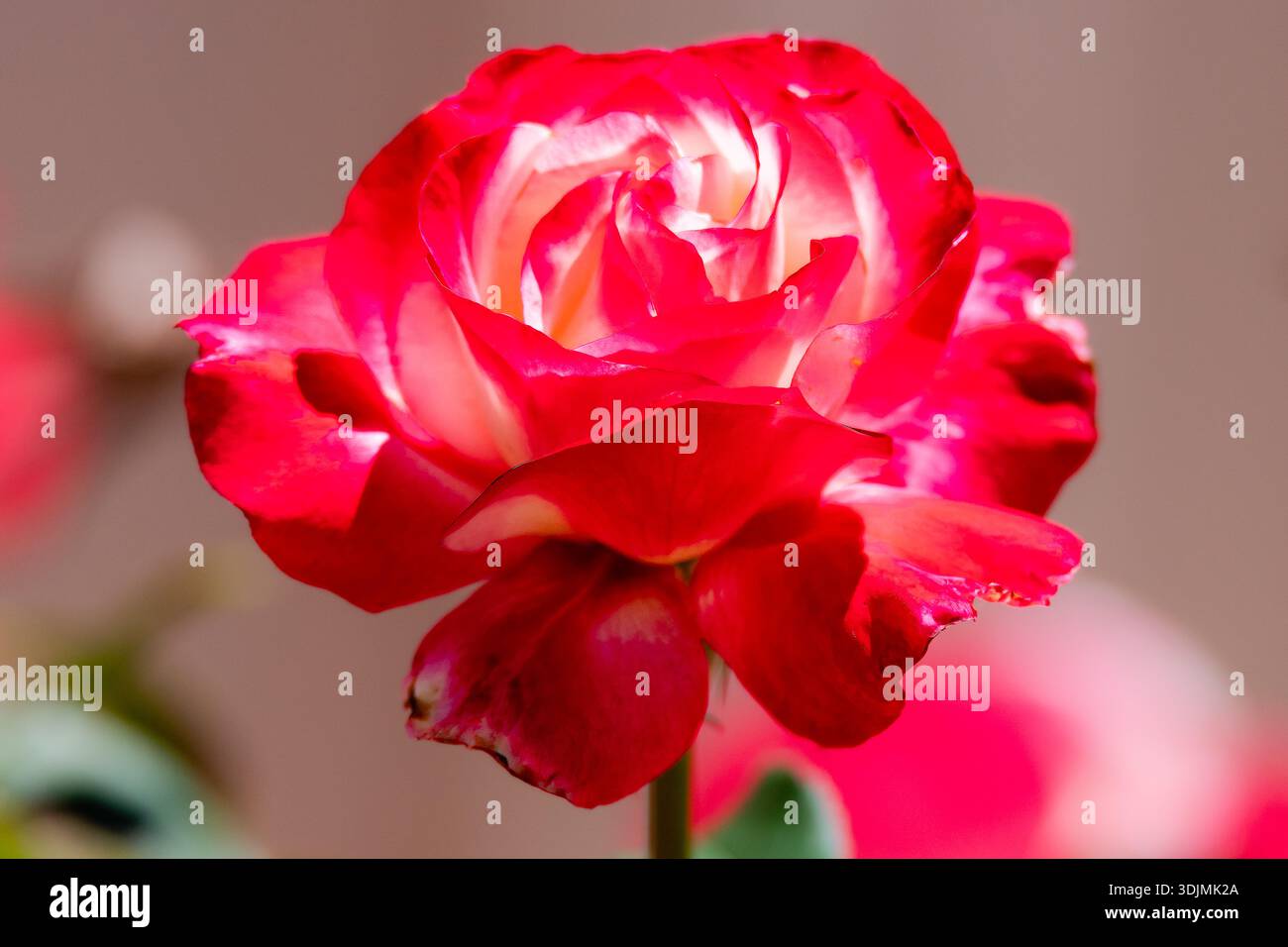Vibrant Tea Roses The Double Delight rose is a beautiful bicolor hybrid tea rose with ...