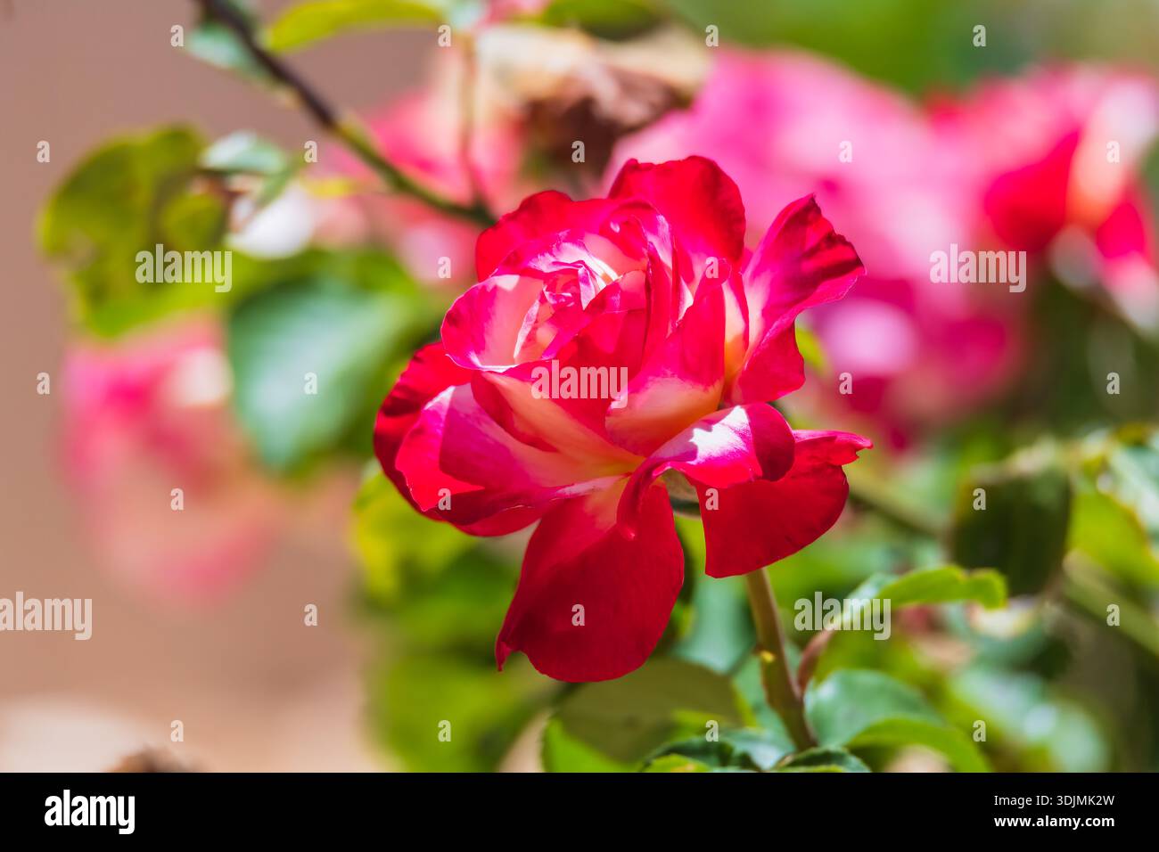 Vibrant Tea Roses The Double Delight rose is a beautiful bicolor hybrid tea rose with ...