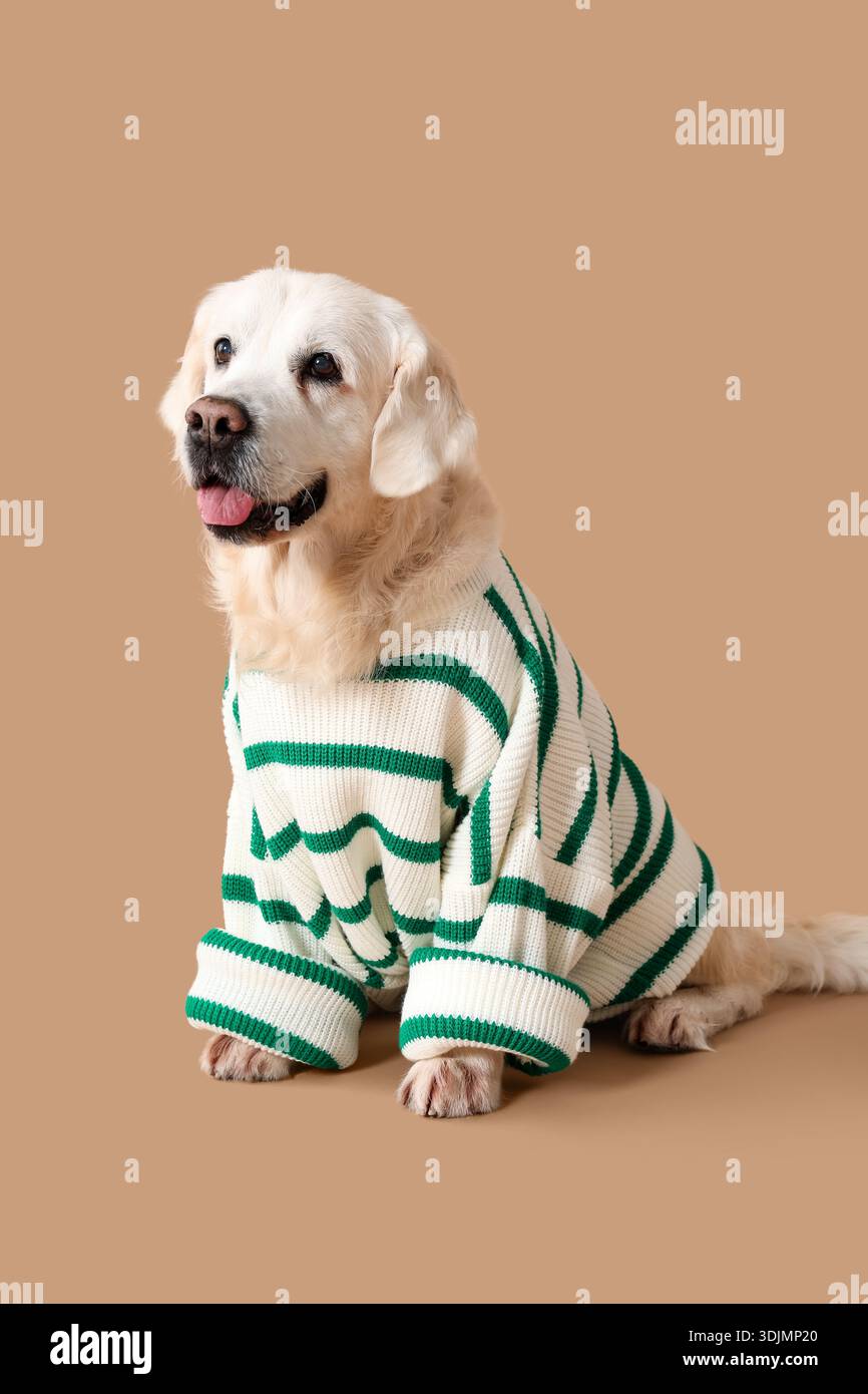 Golden retriever dog dressed in hi-res stock photography and images - Alamy