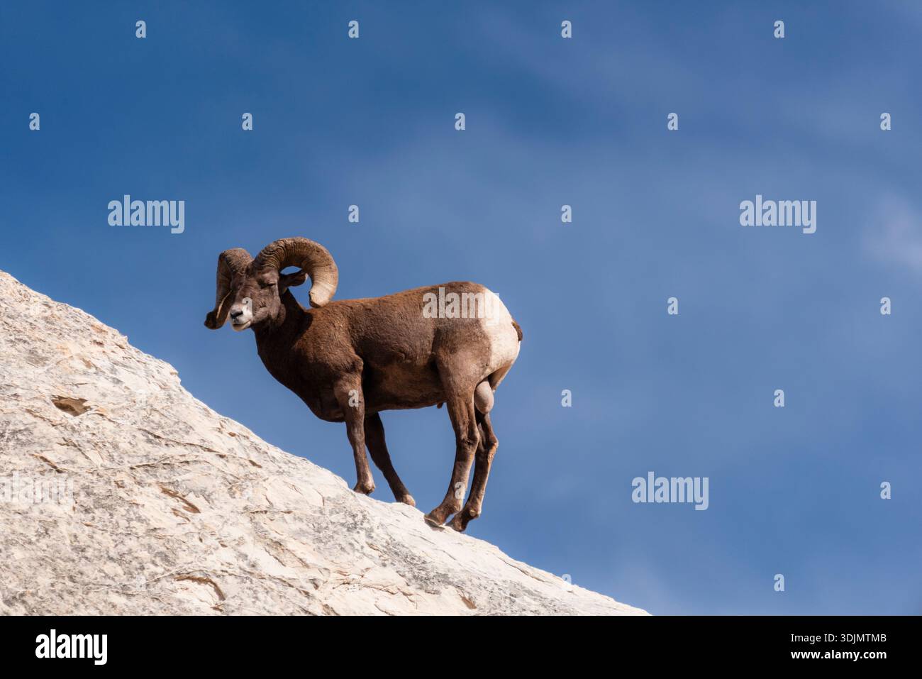 Sheep on edge cliff hi-res stock photography and images - Alamy