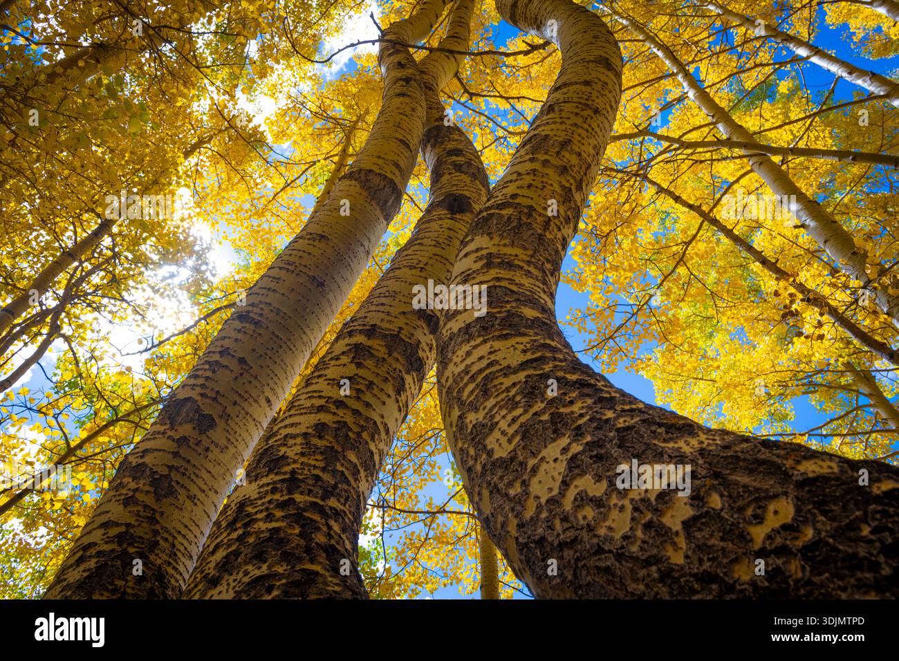 Bottom up view of curved aspens at fall Stock Photo