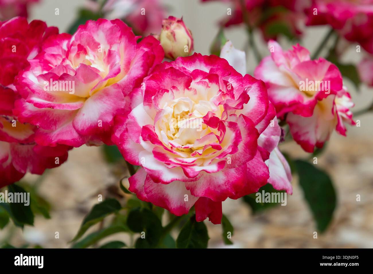 Vibrant Tea Roses The Double Delight rose is a beautiful bicolor hybrid tea rose with ...