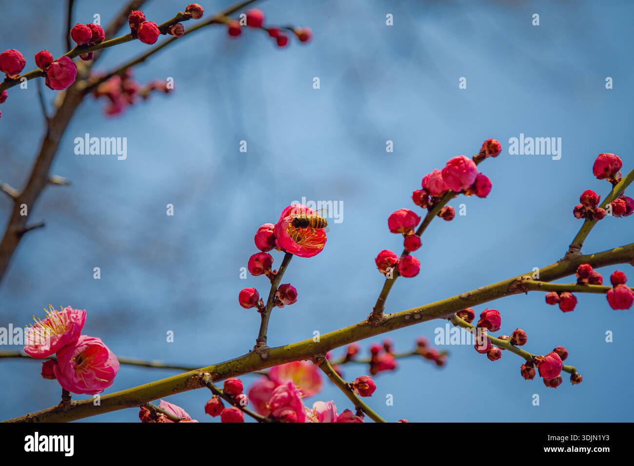 Red plum blossom hi-res stock photography and images - Alamy