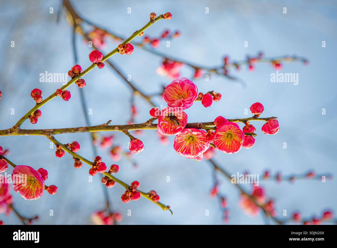 Red plum blossom hi-res stock photography and images - Alamy
