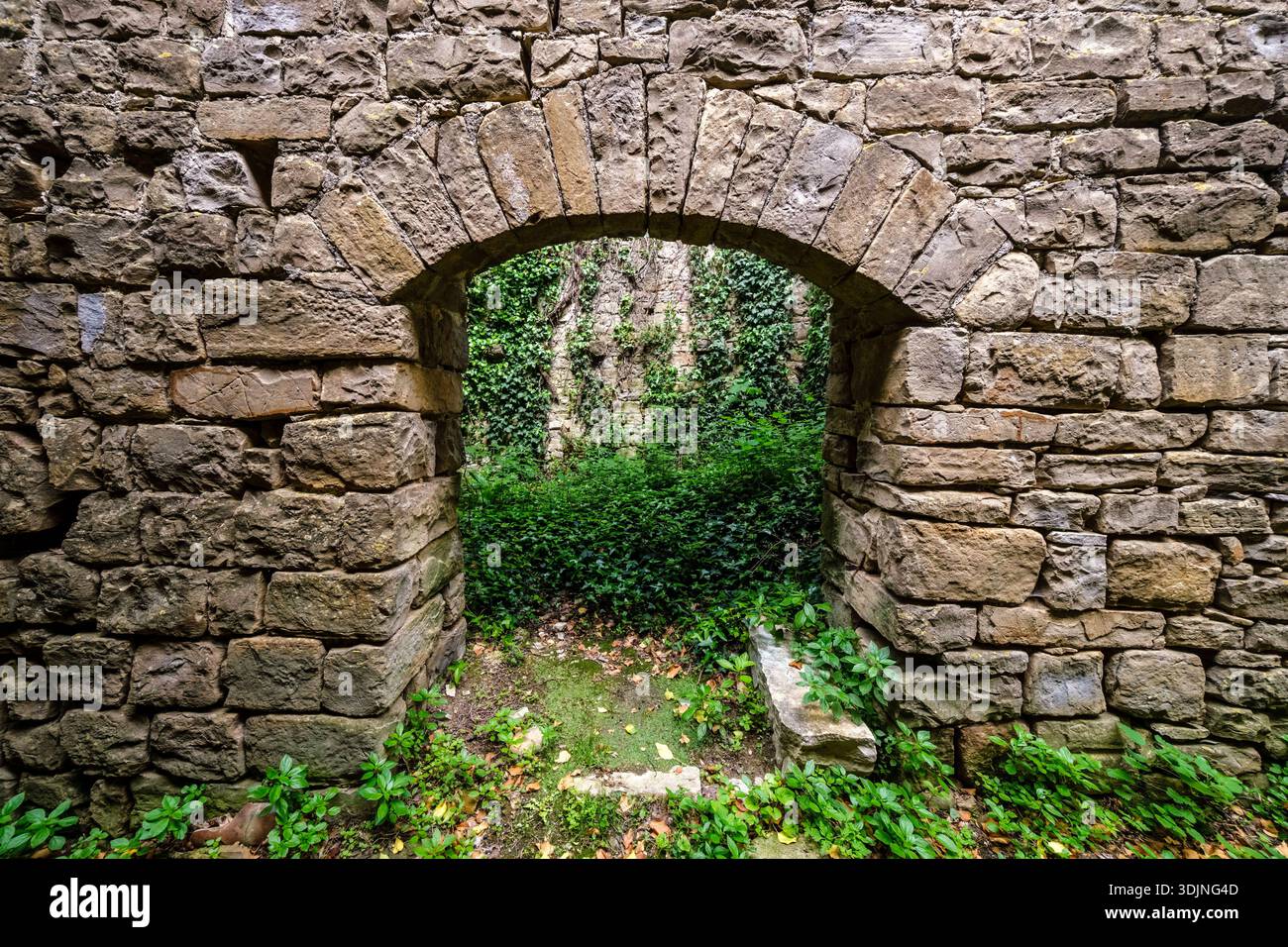 Schaden durch efeu hi-res stock photography and images - Alamy