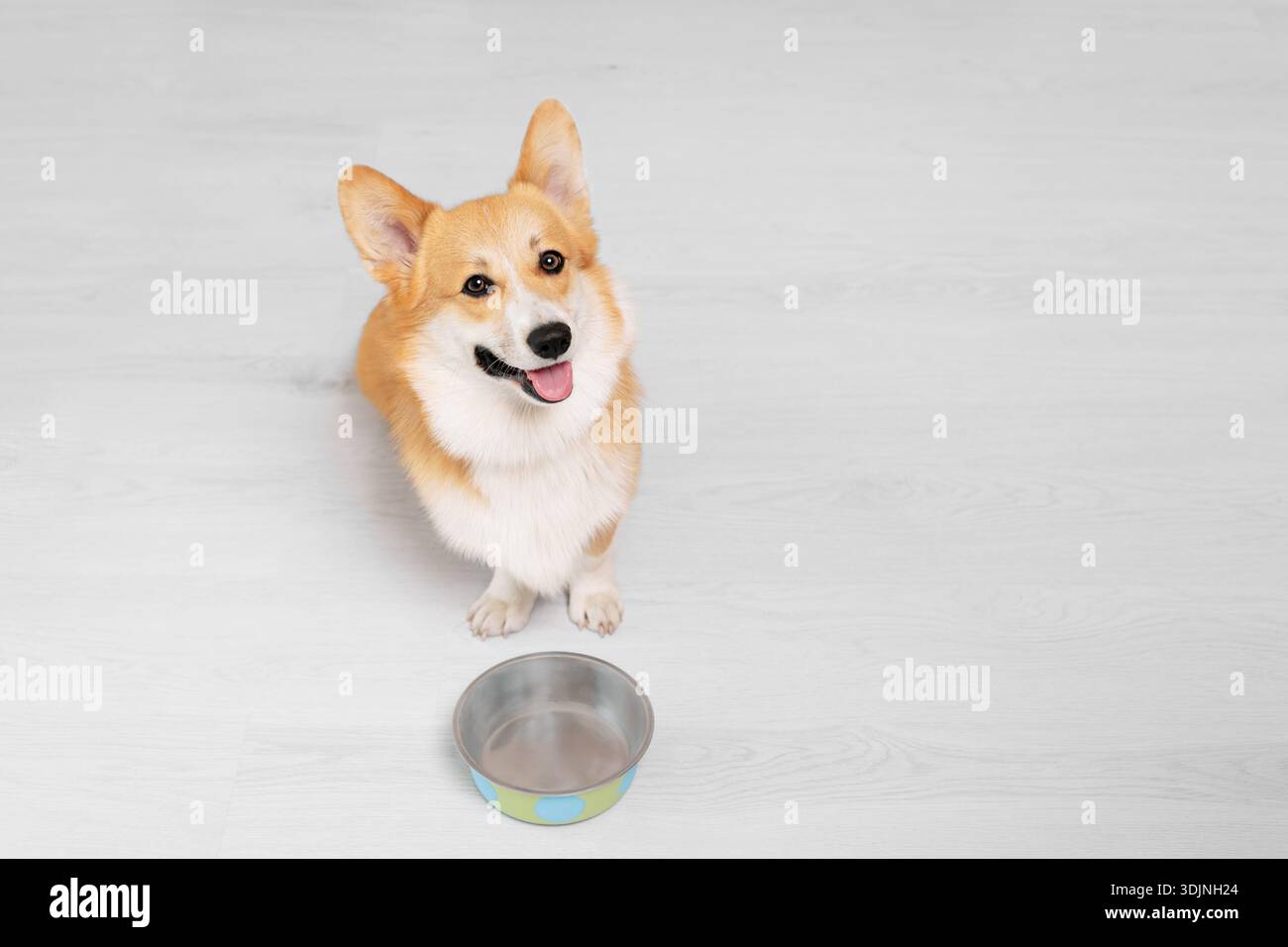 Happy Welsh Corgi sitting on the floor next to an empty bowl and looking at camera, top view Stock Photo
