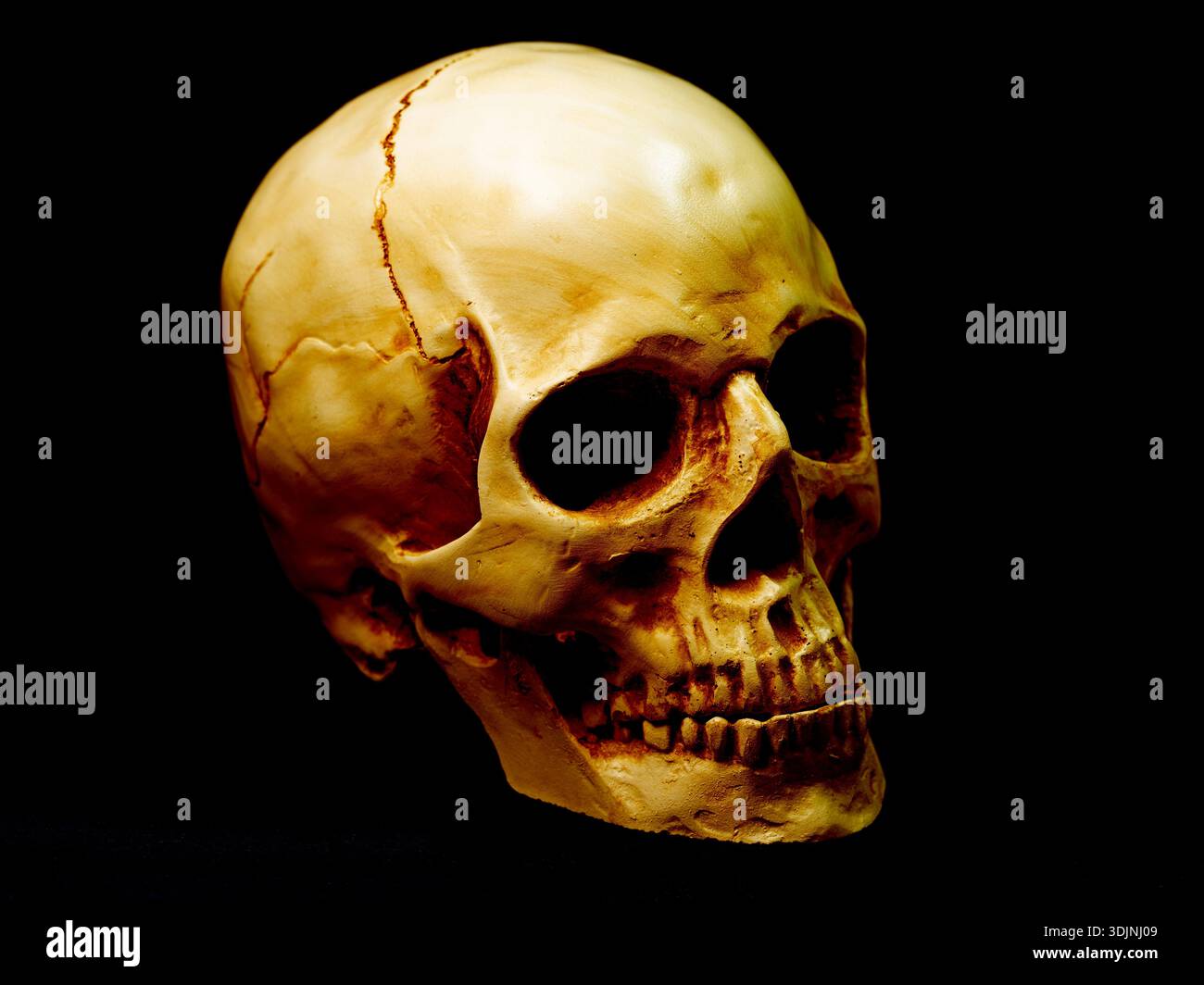 Skull on a black background Stock Photo