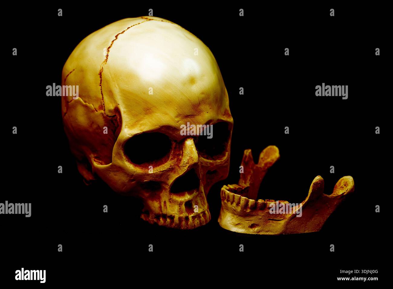 Skull on a black background Stock Photo