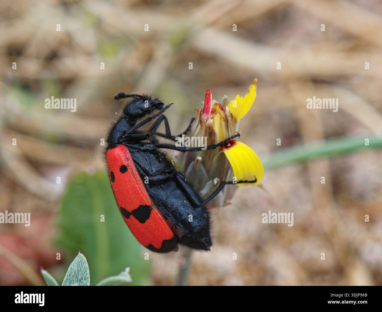 Four-spotted blister beetle (Mylabris quadripunctata) on False sow thistle (Reichardia tingitana) flowers, Cabo de Gata-Nijar Natural Park, Spain. Stock Photo