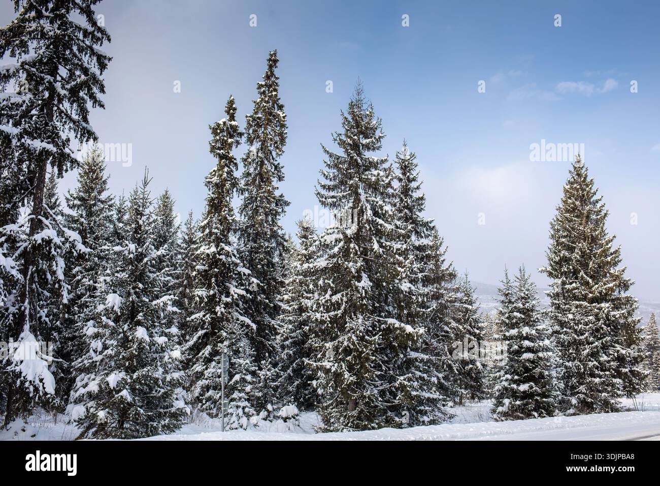 Snow-Covered Forest in Winter Landscape Stock Photo