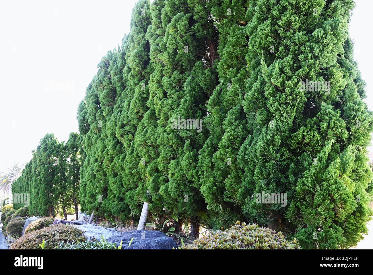 Juniperus chinensis 'Kaizuka' hedge. This tree is resistant to air