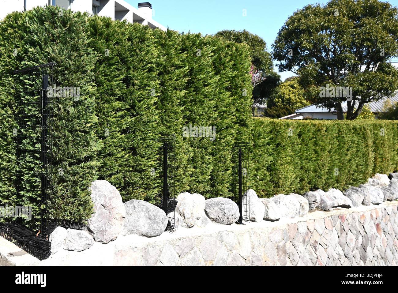wisteria sinensis winterhart Wisteria floribunda main image 1