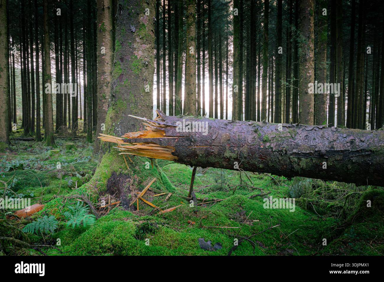 A fallen pine tree in a dense pine forest Stock Photo