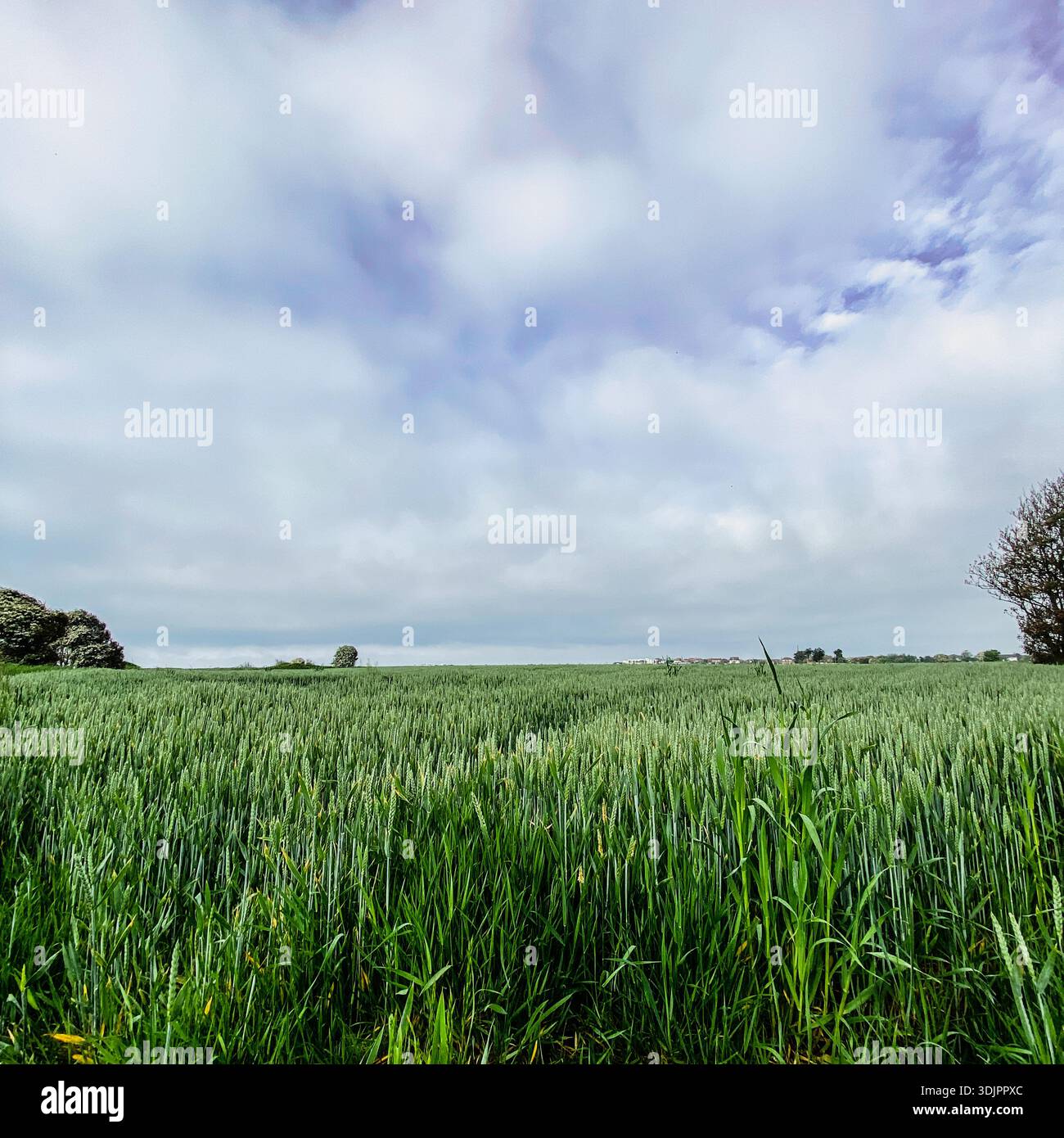 Vast green wheat field under a partly cloudy blue sky in rural England, with young crops growing towards harvest season - Smartphone Captured Stock Image